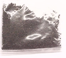 Waltham Broccoli Seed