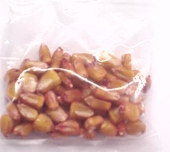 Yellow Dent Corn Seed