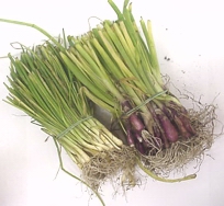 Onion Plant Sets