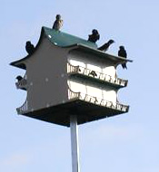 purple martin house