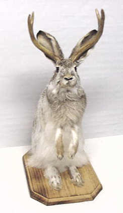 Jackalope --The whole Enchilada!