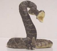 mounted rattlesnake