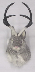 Four Pt. Jackalope Shoulder Mount