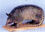 Mounted Armadillo