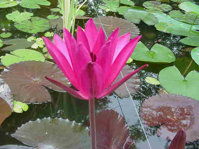 Red Flare Lily