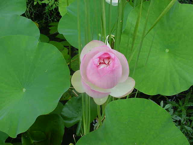Mrs. Perry Slocum Lotus
