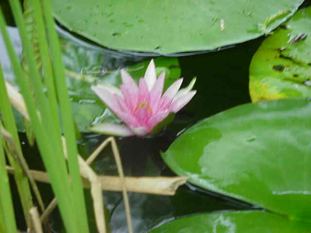 Water Garden