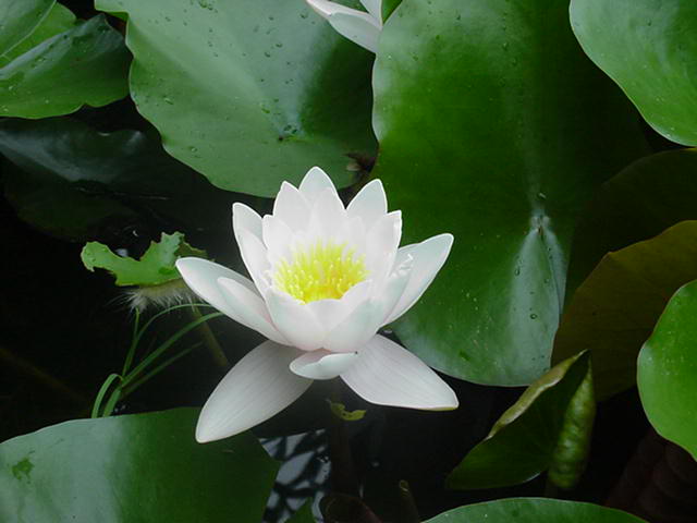 Queen of Whites Lily