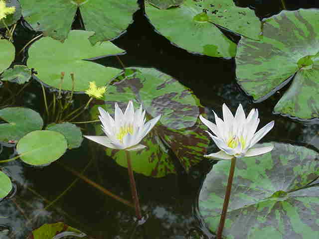Charles Thomas Lily