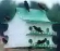 Purple Martin Bird Houses