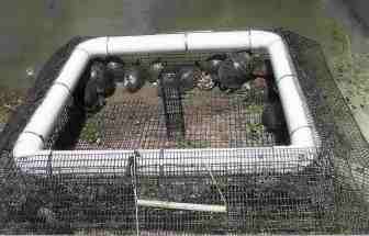 Caught 29 turtles in one week