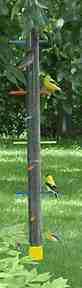 tall rainbow finch feeder