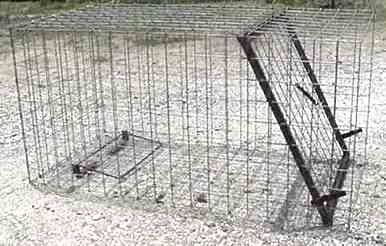 Live Trap for Large Animals 36x36x72