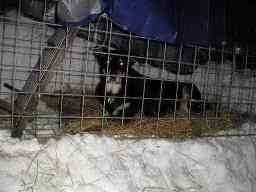 Dog in trap