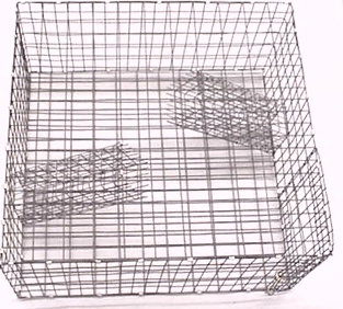 LIVE QUAIL TRAP