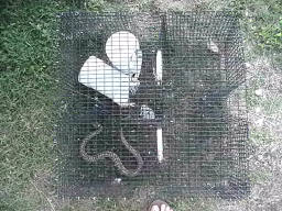 Works on land based snakes too!
