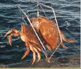 Small Sporty Crab Traps