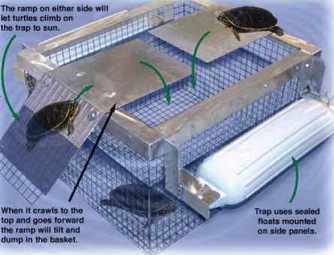 Ramp Type Trap for Turtles