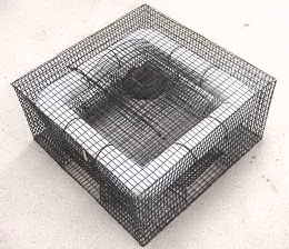 Frog Trap