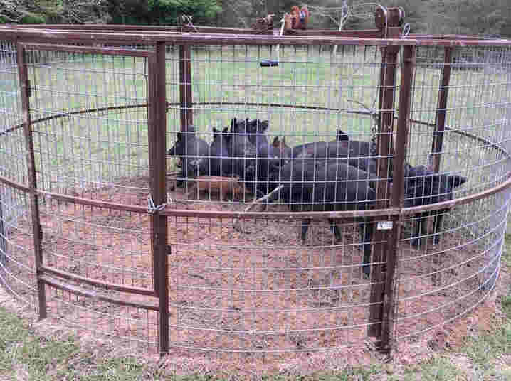 Hog Traps for Wild Hogs