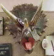 Triceratops Triceratops