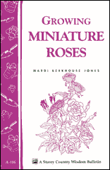 miniature roses gardening