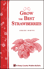 strawberry gardening