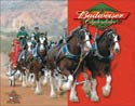 Budweiser-Clydesdales