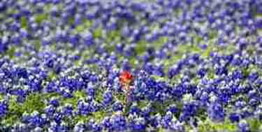 Bluebonnet Seed
