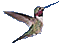 Hummingbird Feeders