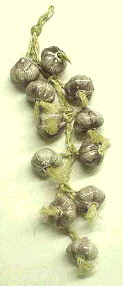 Ceramic Garlic on a Rope