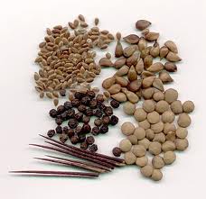 Garden Seeds - Garden Seeds - Grow it yourself!