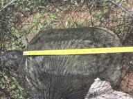 caught Snapping Turtle