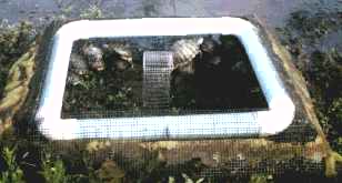Solarium Trap
