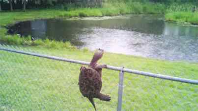 Floating Turtle and Sinking Turtle Traps - Turtle Hoop Net - Snake Trap