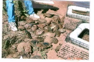 Sundeck Trap with a Bait Tower
