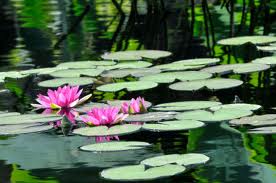 Water Gardening!