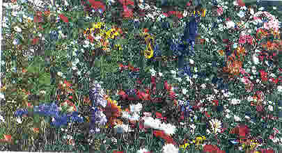 Wildflower Mix 1 lb